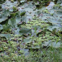 Water Lettuce