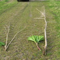 Giant Hogweed