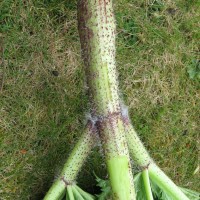 Giant Hogweed