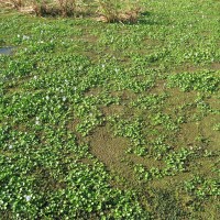 Water Hyacinth