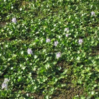 Water Hyacinth