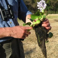 Water Hyacinth