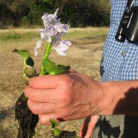 Water Hyacinth