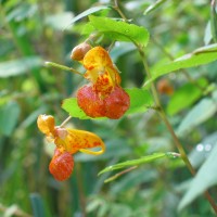 Orange Balsam