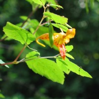 Orange Balsam