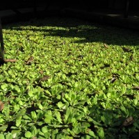 Water Lettuce