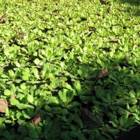 Water Lettuce