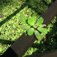 Water Lettuce