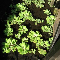 Water Lettuce