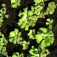 Water Lettuce