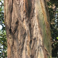 False Acacia