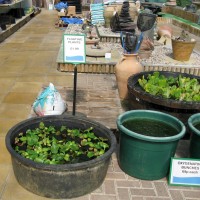 Water Hyacinth