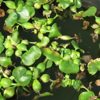 Water Hyacinth