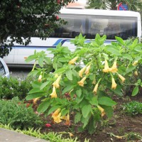 Datura