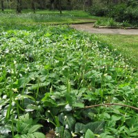 Few Flowered Leek