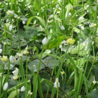 Few Flowered Leek