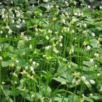 Few Flowered Leek