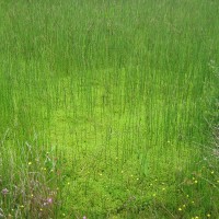 New Zealand Pigmyweed