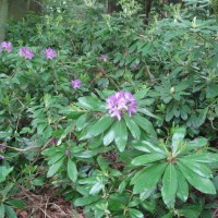 Rhododendron