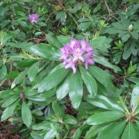 Rhododendron