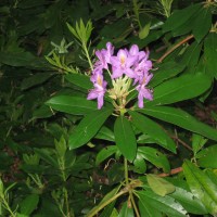 Rhododendron