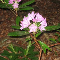 Rhododendron