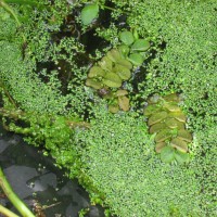 Giant Salvinia