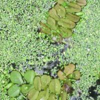 Giant Salvinia