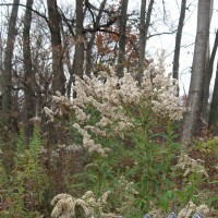 Canadian Goldenrod