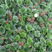 Baby Gunnera