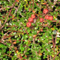 Cotoneaster