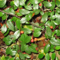 Cotoneaster