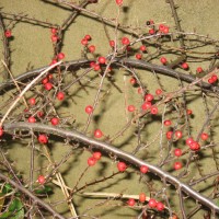 Cotoneaster