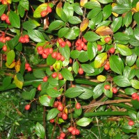 Cotoneaster