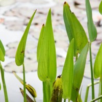 Pickerel Weed