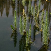 Mares Tail