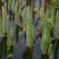 Mares Tail