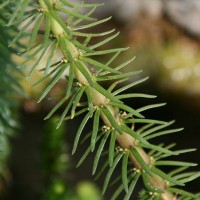 Mares Tail