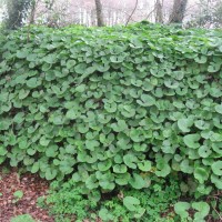 Winter Heliotrope