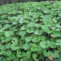 Winter Heliotrope