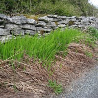 Montbretia