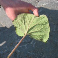 Winter Heliotrope