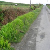 Montbretia