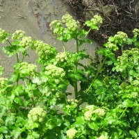 Alexanders