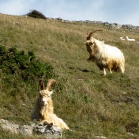 Kashmir goat, feral goat