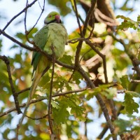 Rose-ringed Parakeet