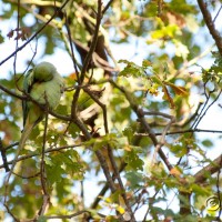 Rose-ringed Parakeet