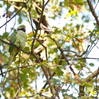 Rose-ringed Parakeet