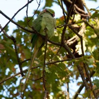 Rose-ringed Parakeet