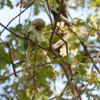 Rose-ringed Parakeet